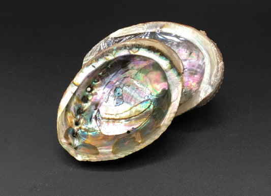 Abalone Shells 4-5"